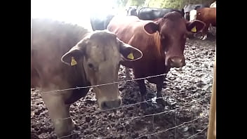 Cows bisham 15 July 2021